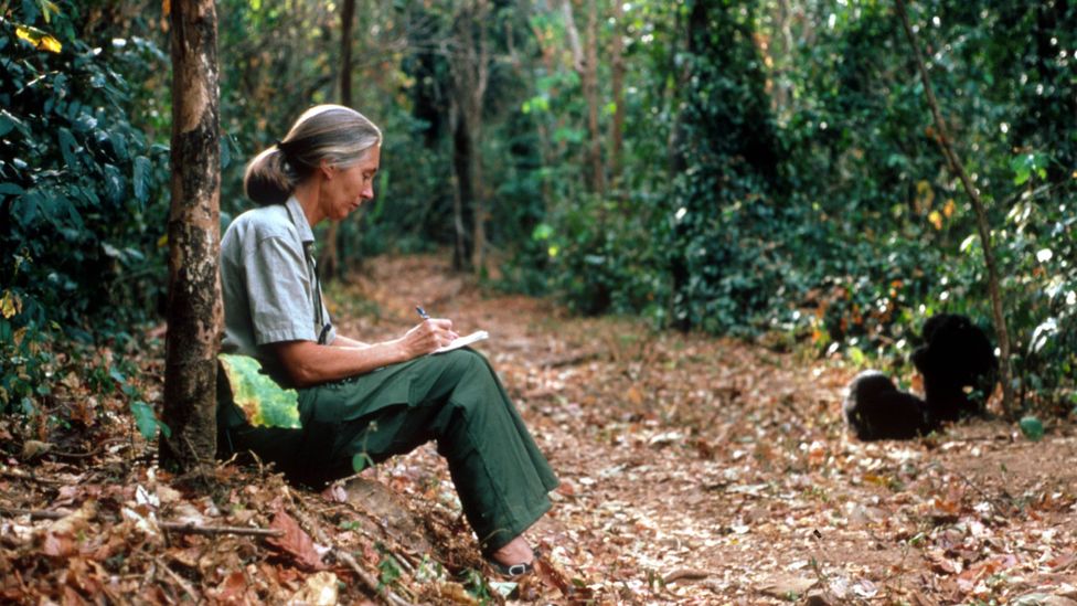 Jane Goodall's research into chimps in Tanzania paved the way for other female primatologists (Credit: Penelope Breese / Getty Images)