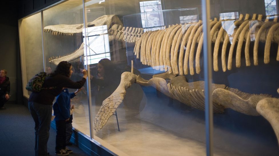 The Harvard Museum of Natural History is home to tons of mounted animals (Credit: Eric Fowke/Alamy)