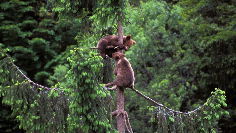 Bear cubs play in a fir tree in Trentino, Italy