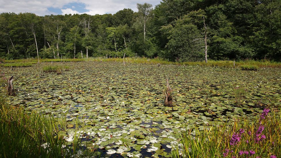 Blue Hills Reservation is a leafy oasis just outside the city (Credit: Michael Dwyer/Alamy)