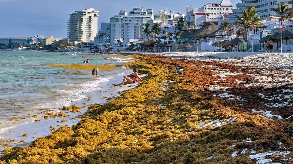 Sargassum piles up on a beach in Cancun, Mexico (Credit: Getty Images)