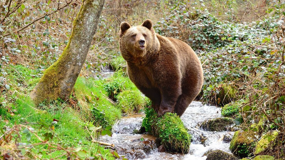 Jurka, a captured brown bear, in her enclosure in Germany (Credit: Stiftung für Bären)