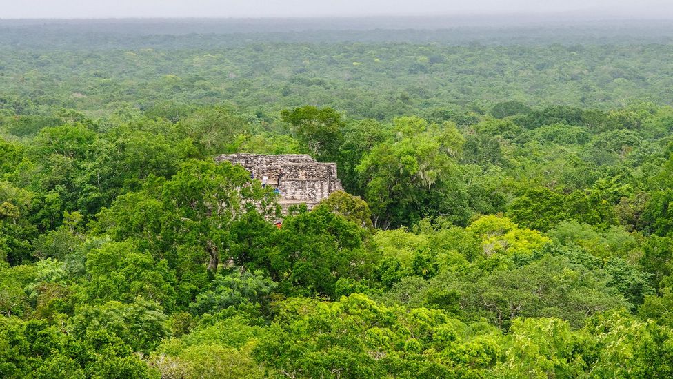 The Calakmul Biosphere Reserve is one of the most biodiverse places on Earth and gets its name from the lost Maya city of Calakmul (Credit: Julien Cruciani/Alamy)
