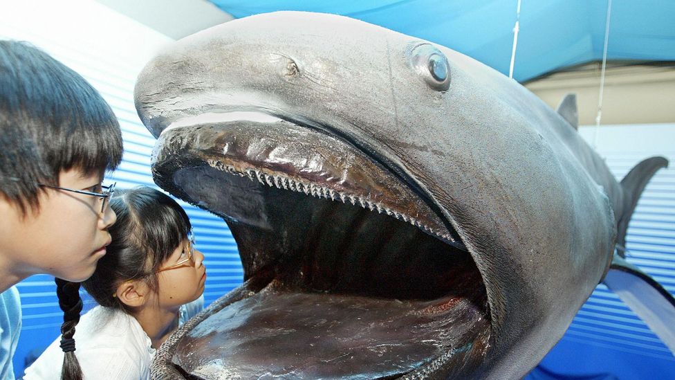 The megamouth shark, one of the biggest species alive today, was not discovered until 1976 (Credit: Getty Images)