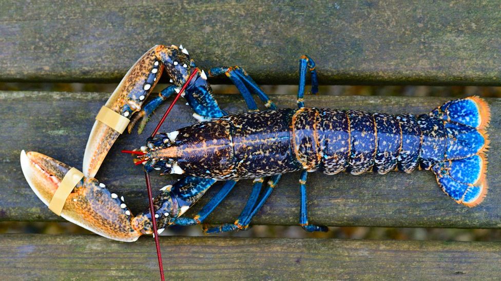 A photo of a blue lobster