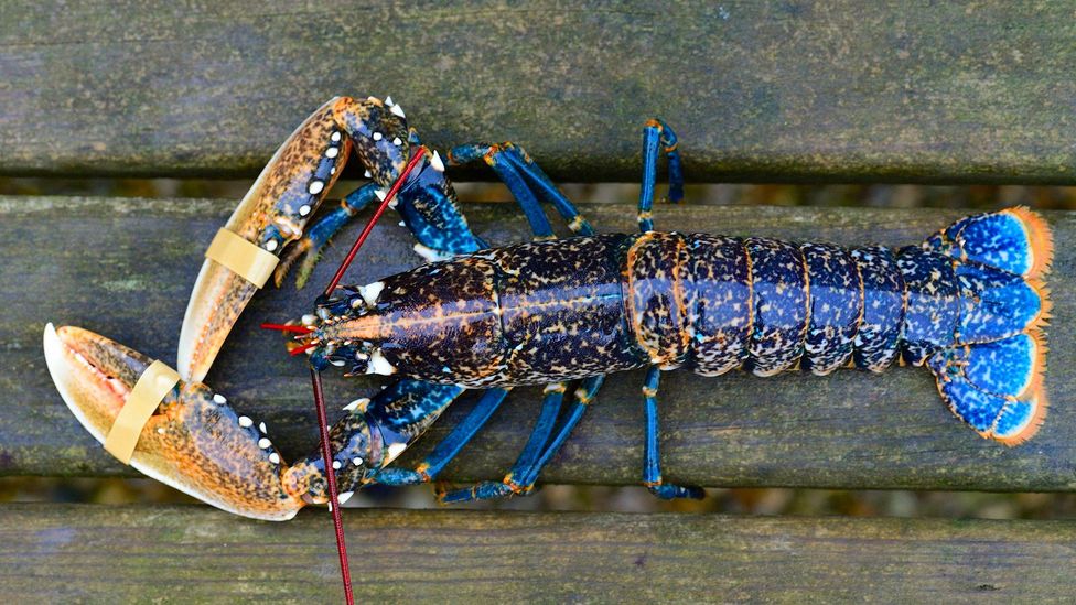 France's illustrious blue 'Breton lobster' BBC Travel