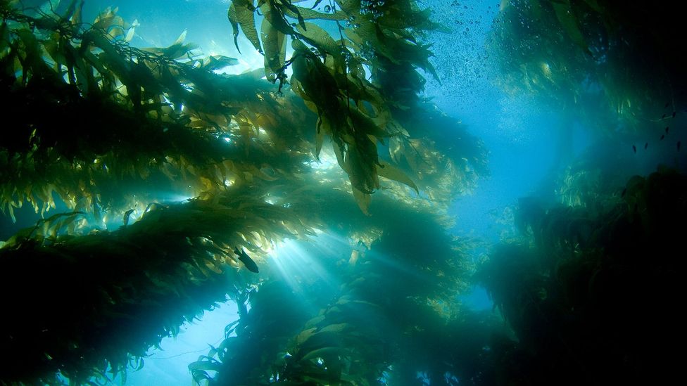 High water temperatures can destroy vital marine habitats such as kelp forests, which offer sanctuary and provide food for many fish species (Credit: Getty Images)