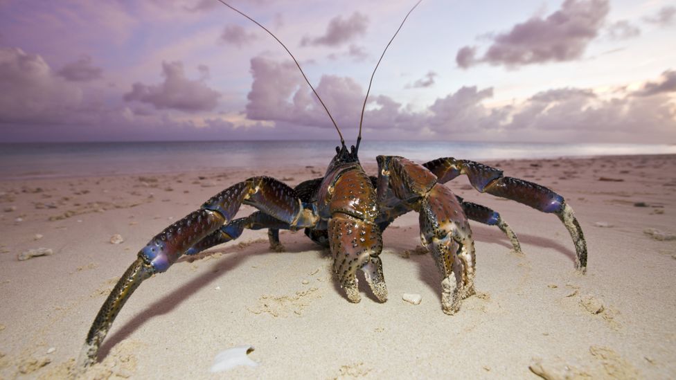 Today there is an abundance of hubcap-sized coconut crabs on Bikini Island – though the animals are radioactive (Credit: Getty Images)
