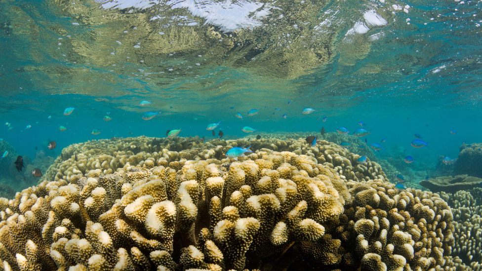Today life in Bikini lagoon is thriving, possibly as a result of decades without fishing (Credit: Alamy)