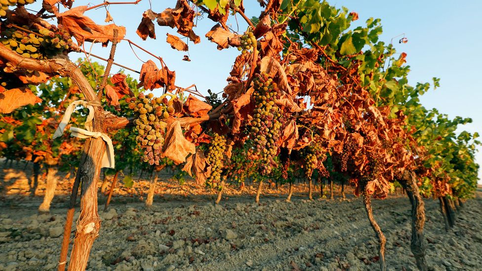 Sunburnt vines at a vineyard in France (Credit: Getty Images)