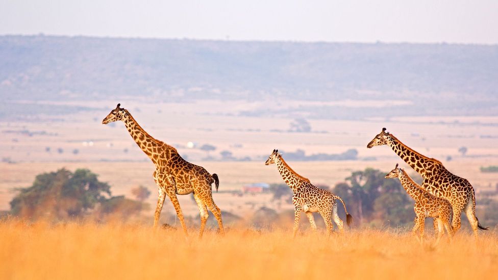 Luggage restrictions are commonly in place for safaris (Credit:WLDavies/Getty Images)