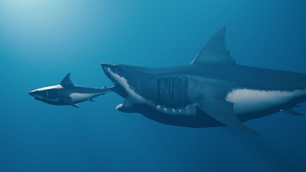 Large megalodon eating smaller shark (Credit: Getty Images)