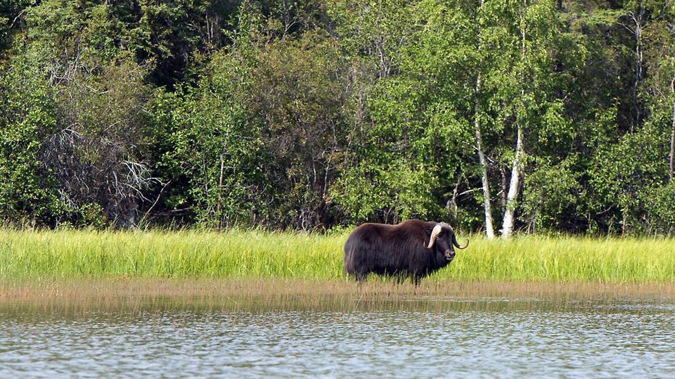 Thaidene Nëné Indigenous Protected Area, designated by the ?utsël K’é Dene First Nation under Dene Law in 2019. It covers 26,000 sq km (10,000 sq miles) (Credit: Pat Kane Photo)