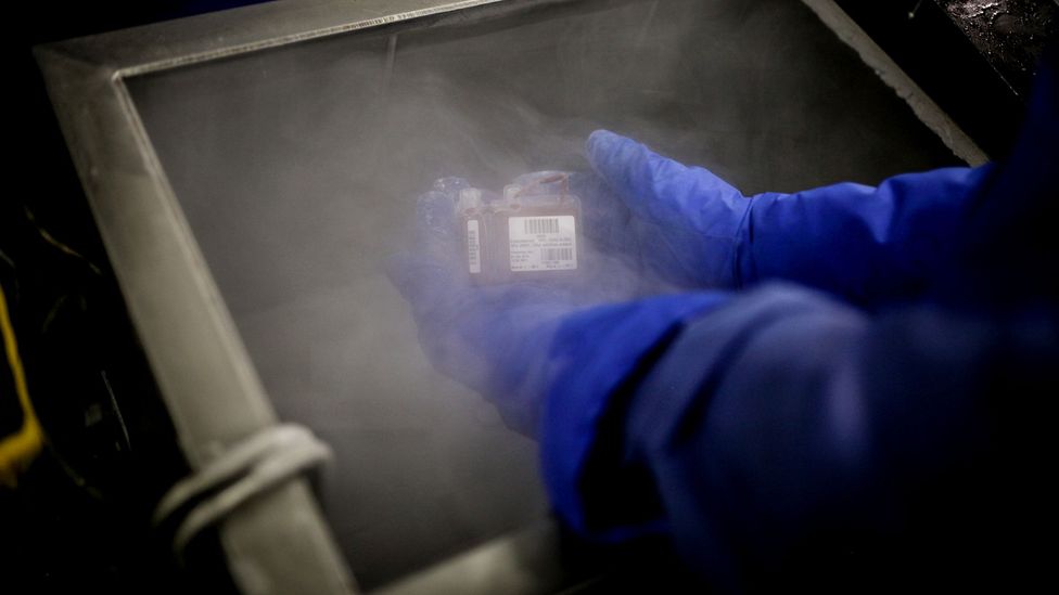 The maximum shelf-life of umbilical cord blood in cold storage has yet to be determined as the banks were only established 30 years ago (Credit: Getty Images)