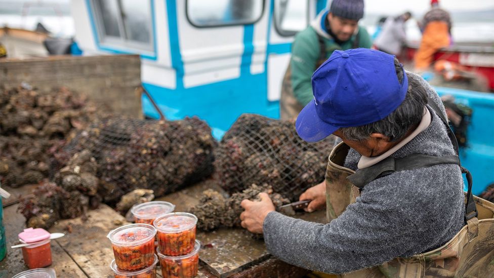 Piure can be purchased in either its natural "rock" shape, or as ready-to-eat cleaned "udders" (Credit: Francisco Javier Ramos Rosellon/Alamy)