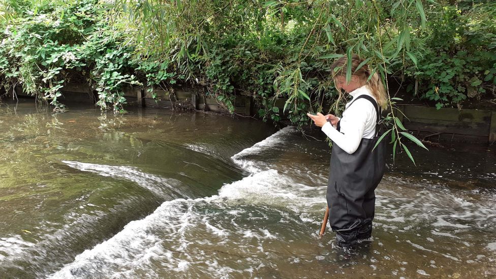 European eels are critically endangered with conservation projects monitoring their numbers (Credit: Thames 21/Thames Catchment Community Eels Project)