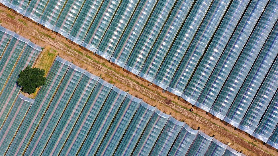 Today many commercial vegetable growers use polytunnels or greenhouses.Carefully monitoring crops in these environments can help to boost productivity (Credit: Getty Images)