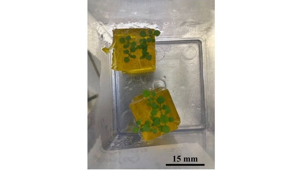 Using cubes of hydrogel and small doses of electricity, Maddalena Salvalaio is hoping to encourage
plants to develop roots that grow sideways (Credit: Maddalena Salvalaio)
