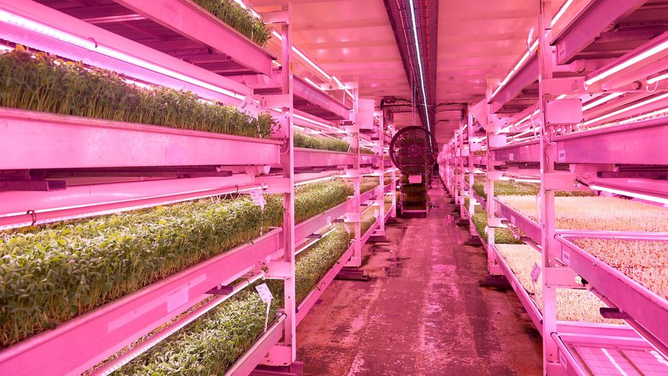 The central corridor of a vertical farm in London, England (Credit: Getty Images)