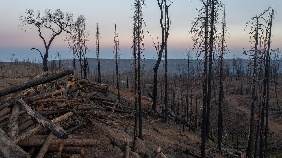 Charred surfaces after wildfires can reduce the albedo of landscapes, leading to an increase in warming on the surface (Credit: Getty Images)