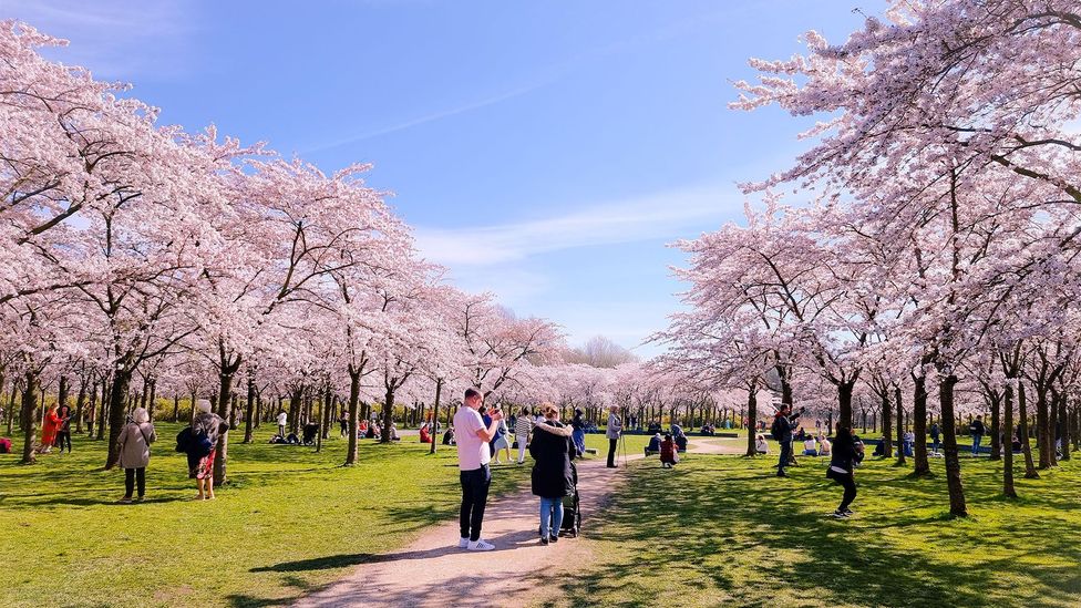 Amsterdamse Bos je více než třikrát větší než Central Park na Manhattanu (kredit: Baarssen Fokke/Alamy)