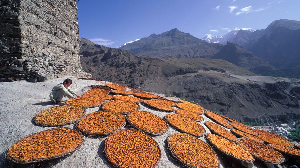 Hunza cuisine often includes dried apricots and apricot oil (Credit: J Marshall-Tribaleye Images/Alamy)