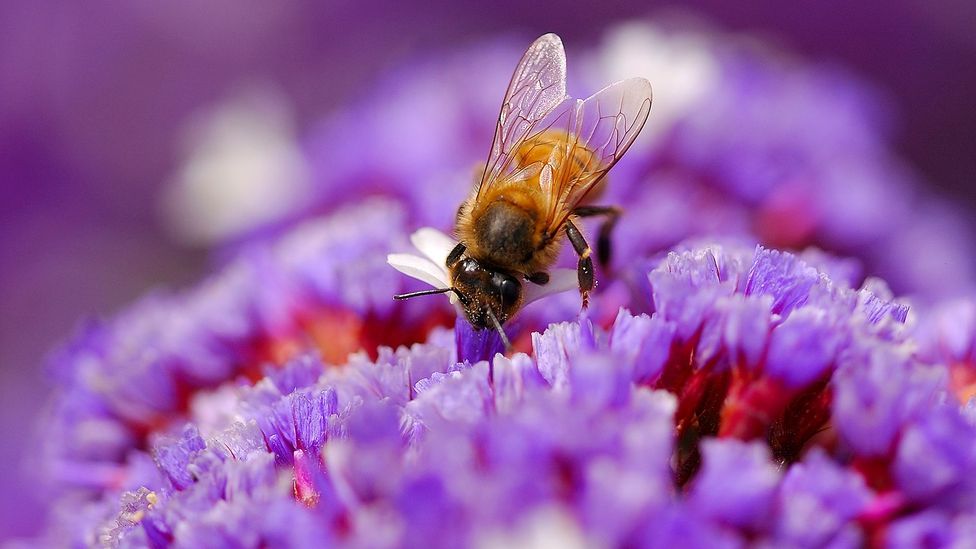 Scientists have shown that probiotics can ward off pathogens in honeybee hives (Credit: Getty Images)