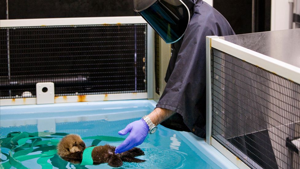 What we can learn from California's surfing sea otter