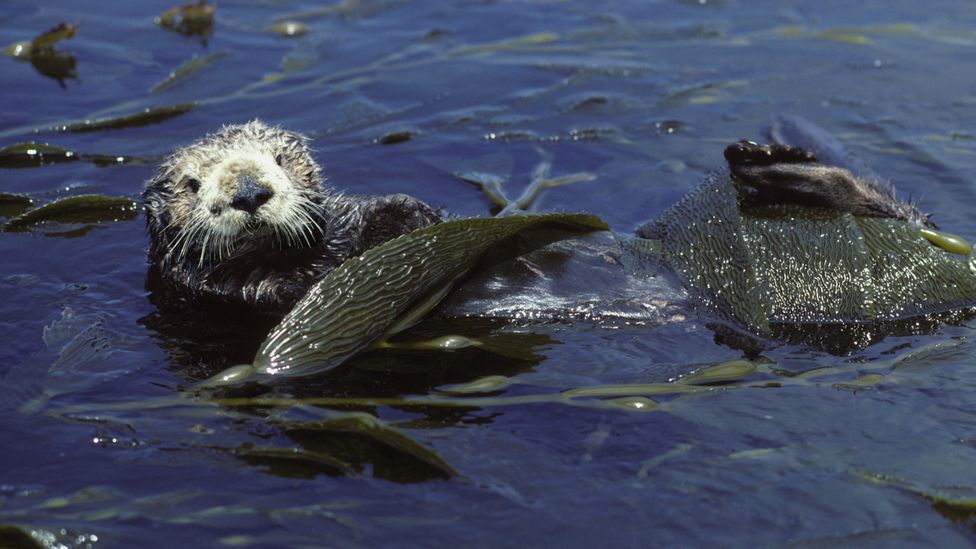A sea otter resting in a kelp bed in Monterey Bay, California (Credit: Getty Images)