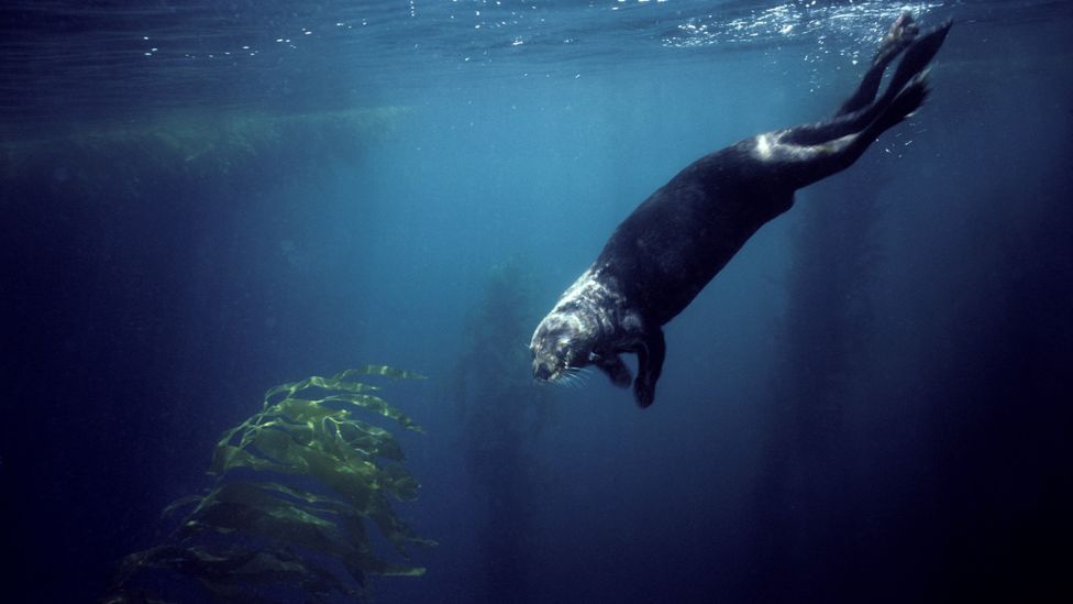 Sea otters don't just rely on kelp forests for their survival – they help to keep these habitats healthy, with benefits for the entire ocean ecosystem (Credit: Getty Images)