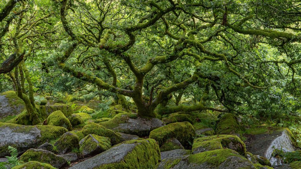 Although Dartmoor is known for its rocky tors and windswept moors, it's also home to pockets of temperate rainforest (Credit: Chris White/Getty Images)