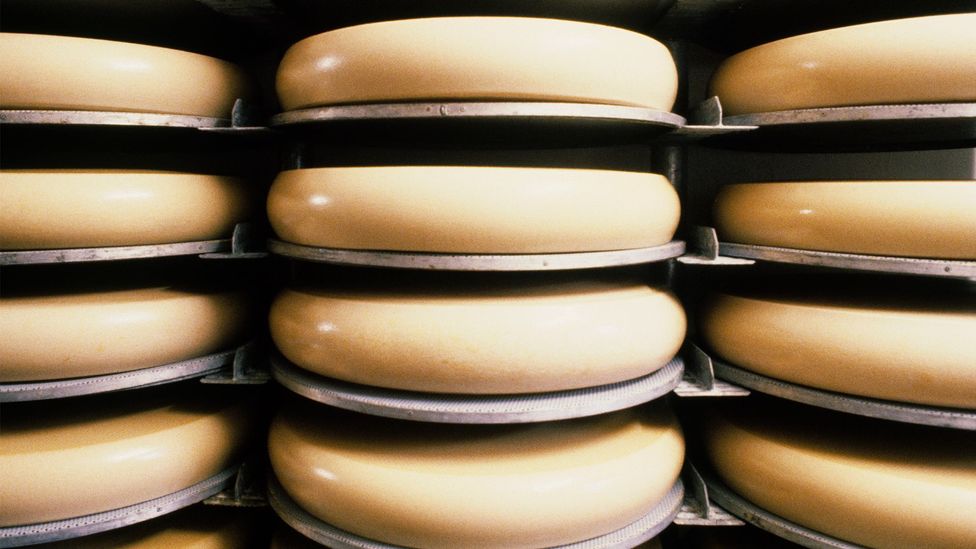 Rows of Emmentaler cheese