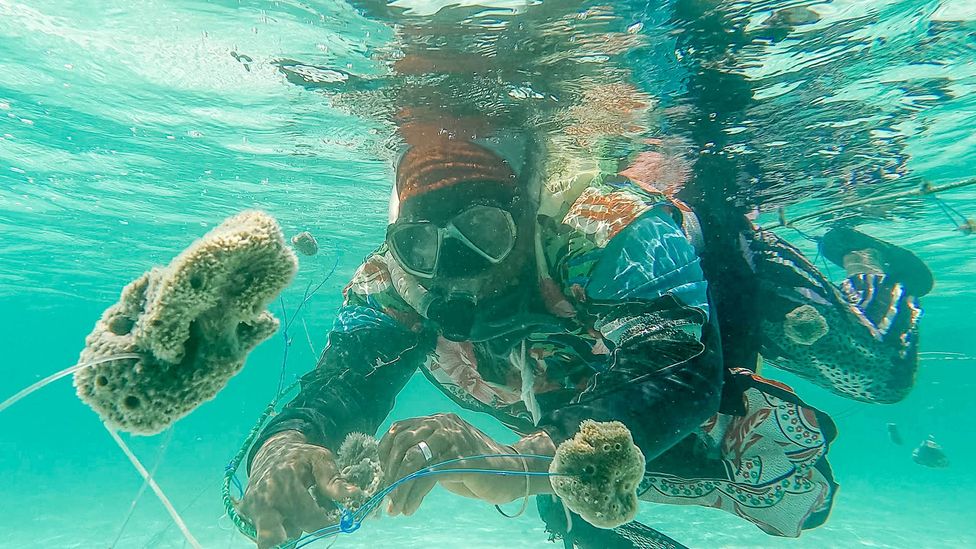 Sea sponges play an important role in combating climate change by controlling the carbon cycle in the ocean (Credit: Lauraclara Cosmas)