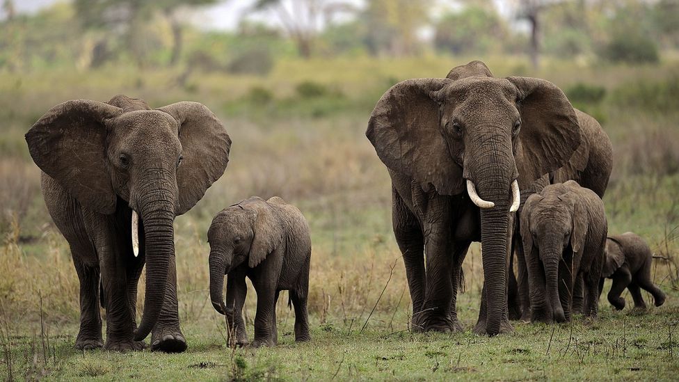 Elephants numbers have dwindled in the last 50 years thanks in part to the ivory trade (Credit: Getty Images)