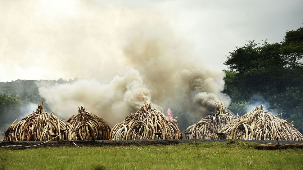 Ivory has been banned for years, but unregulated trade - especially in Asia - continues to fuel demand (Credit: Getty Images)