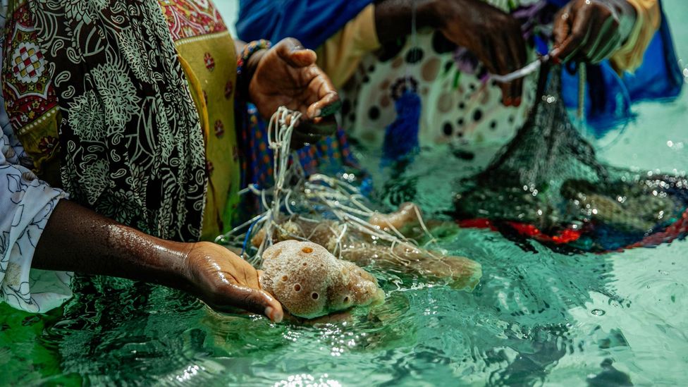 Women in Jambiani switched from farming seaweed to sea sponges as they are more resilient to warmer ocean temperatures (Credit: Lauraclara Cosmas)