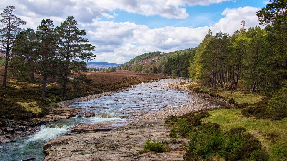 The River Dee was once surrounded by an ancient Caledonian Forest, but many of its trees were removed centuries ago (Credit: Karen Appleyard/Alamy)