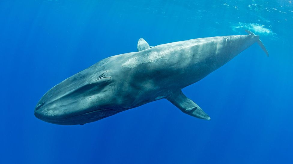 There's a pod of pygmy blue whales in the Indian ocean that we've never identified by eye - but can hear (Credit: Getty Images)