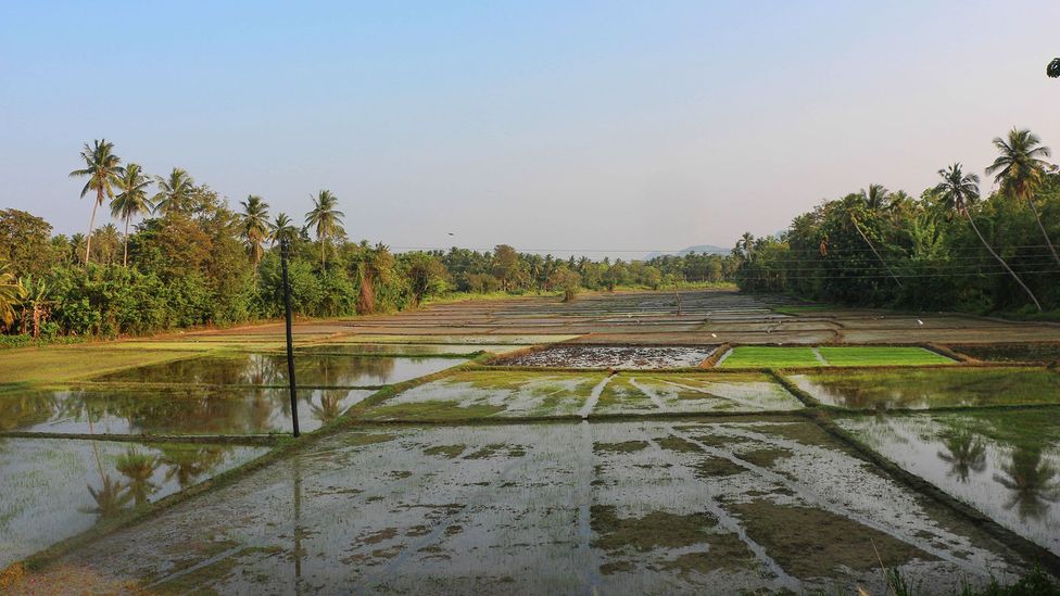 The ancient Sri Lankan 'tank cascades' tackling drought