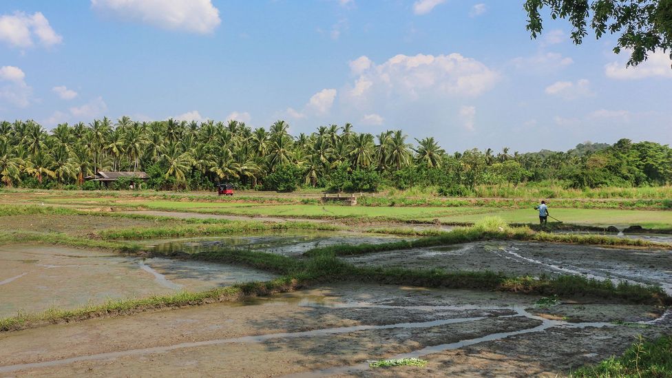Каскади резервуарів допомагають фермерам на Шрі-Ланці вирощувати рис цілий рік, навіть у періоди посухи (Автор зображення: Zinara Rathnayake)
