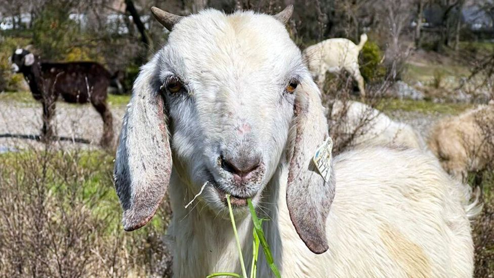 A goat eating brush in parkland near West Sacramento, California (Credit: City of West Sacramento)