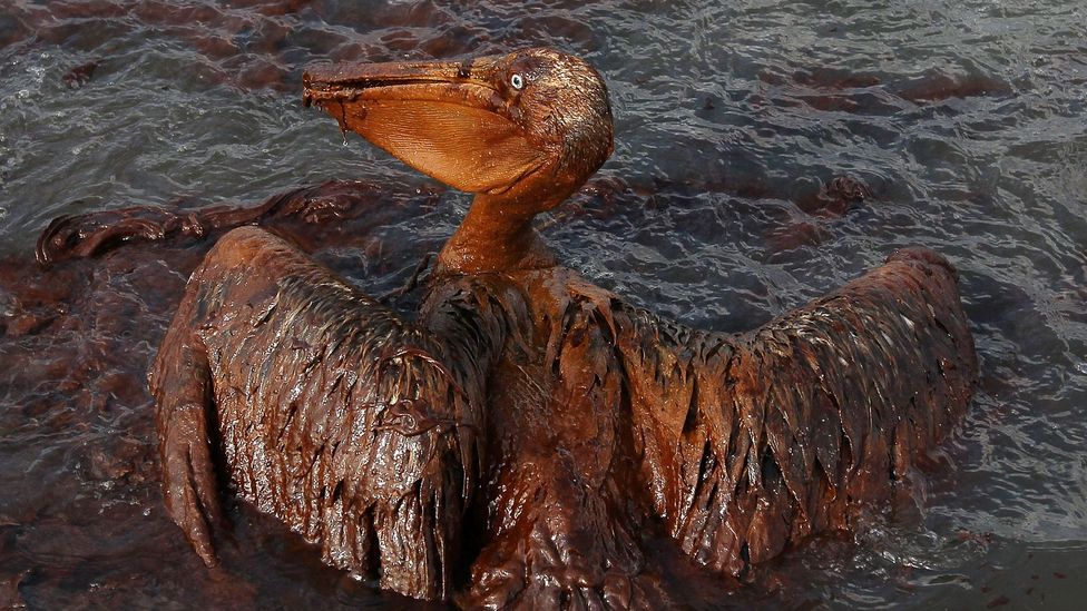 The photo of the brown pelican soaked in oil became a symbol of the worst environmental disaster in US history (Credit: Win McNamee / Getty Images)