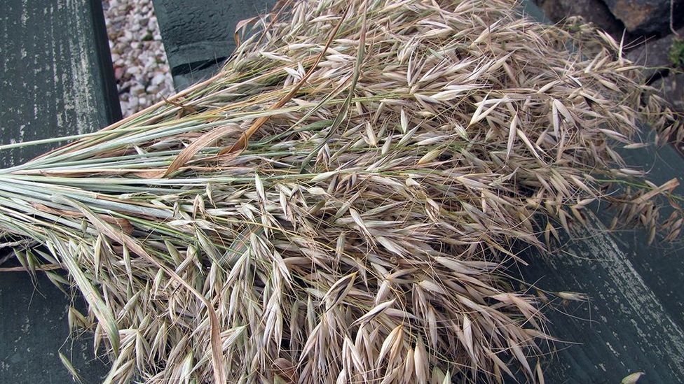 These black and white oats have been harvested with a scythe and await threshing (Credit: Wendie Barrie)