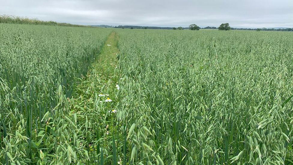 Rewilding of oats creates a huge boost in biodiversity (Credit: Honest Oats)