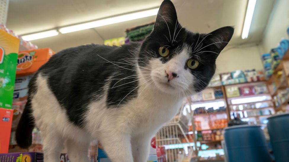 Many bodega owners let their cats roam free in their stores (Credit: Paul Matzner/Alamy)