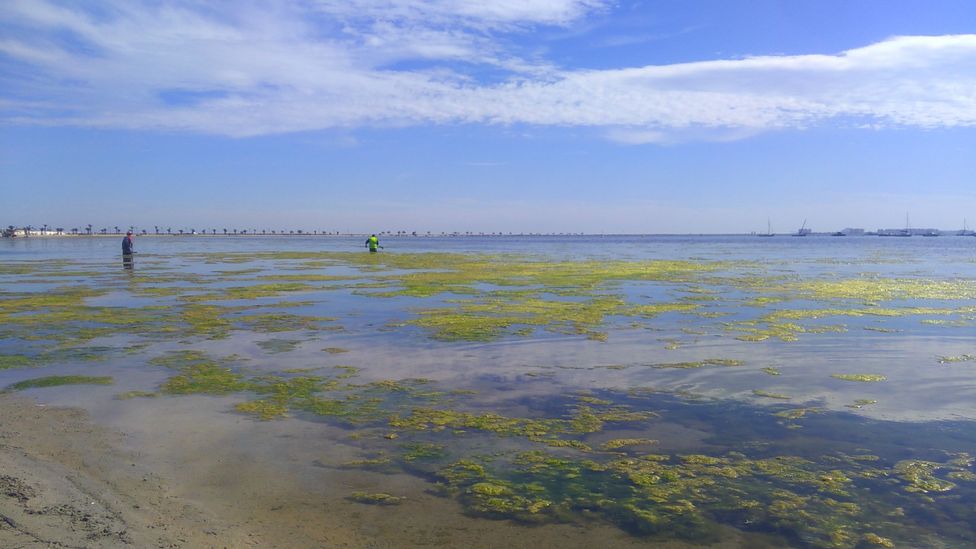 In recent years, fishermen have been catching more algae than fish in the Mar Menor (Credit: Ecologistas en Acción)