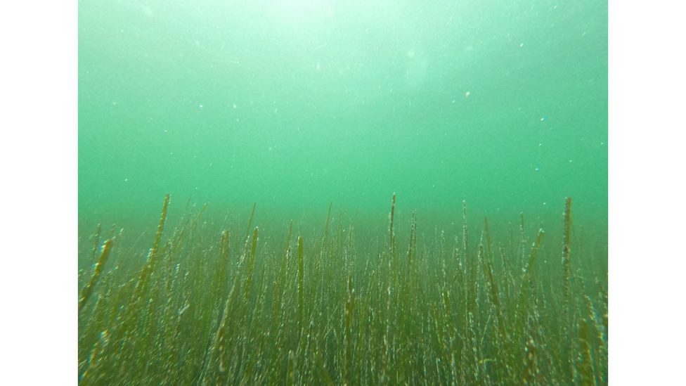 Agricultural runoff and sewage has turned the Mar Menor into a "green soup" (Credit: Ecologistas en Acción)