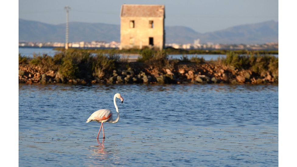 The contamination of Mar Menor has led to several ecological collapses and pushed species to the brink of extinction (Credit: Getty Images)