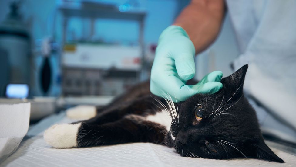 The acute suicide crisis among veterinarians: 'You're always going to be failing somebody'