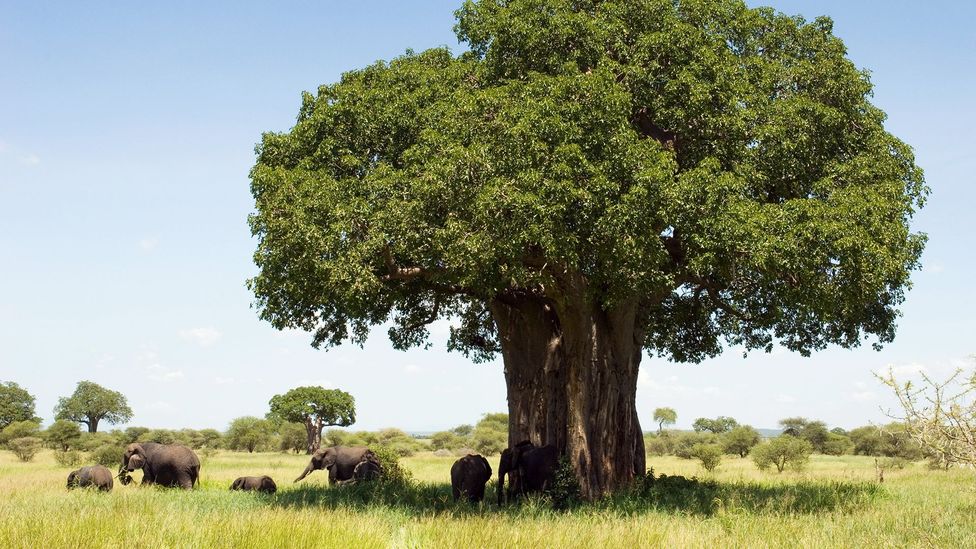 Baobab trees in Africa are an instantly recognisable part of the Savannah landscape, providing vital shade for the animals that live there (Credit: Alamy)